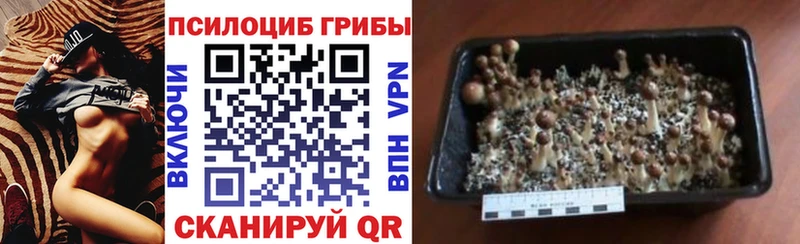 Псилоцибиновые грибы мицелий  ссылка на мегу как войти  Ермолино 